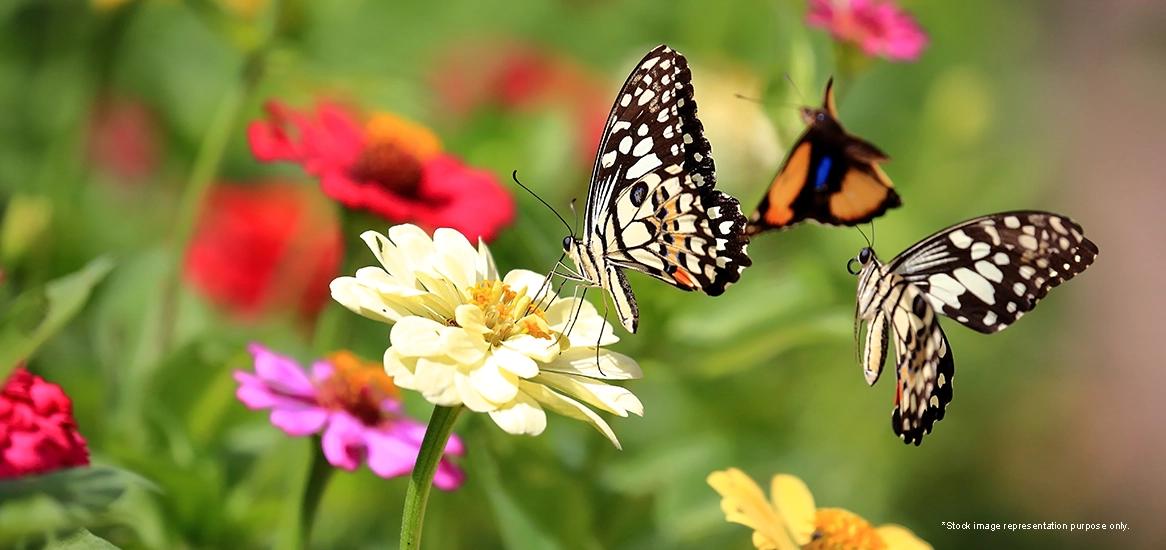 Fluttering Delight: Discover Our Enchanting Garden!
