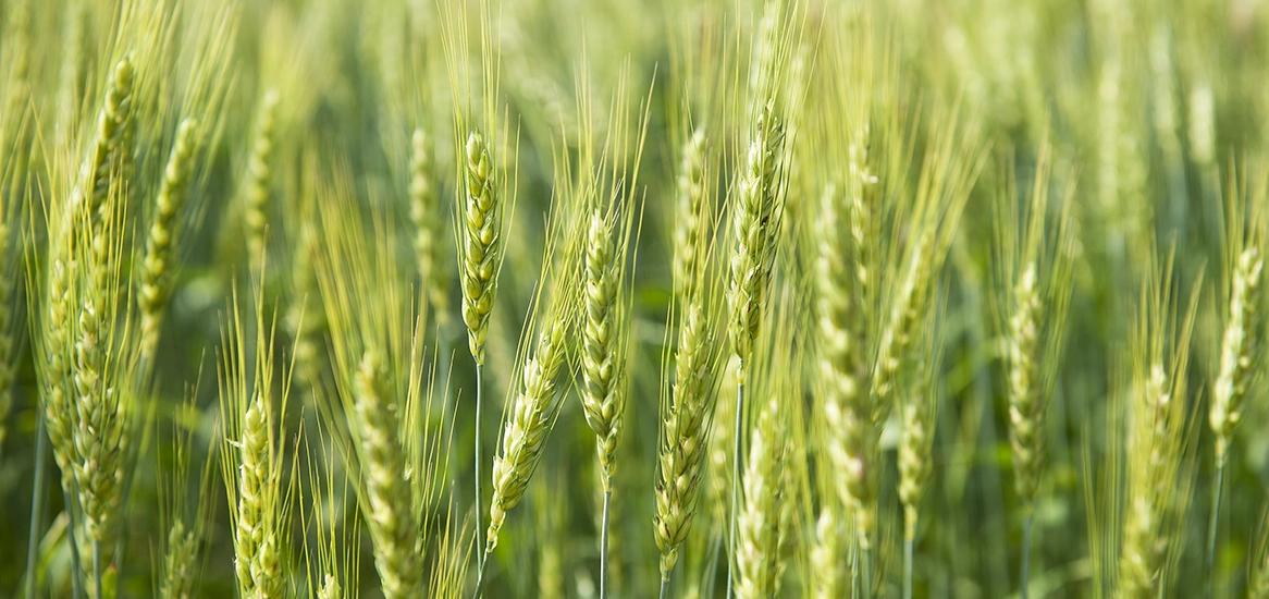 Godrej Rejuve Urban Farming