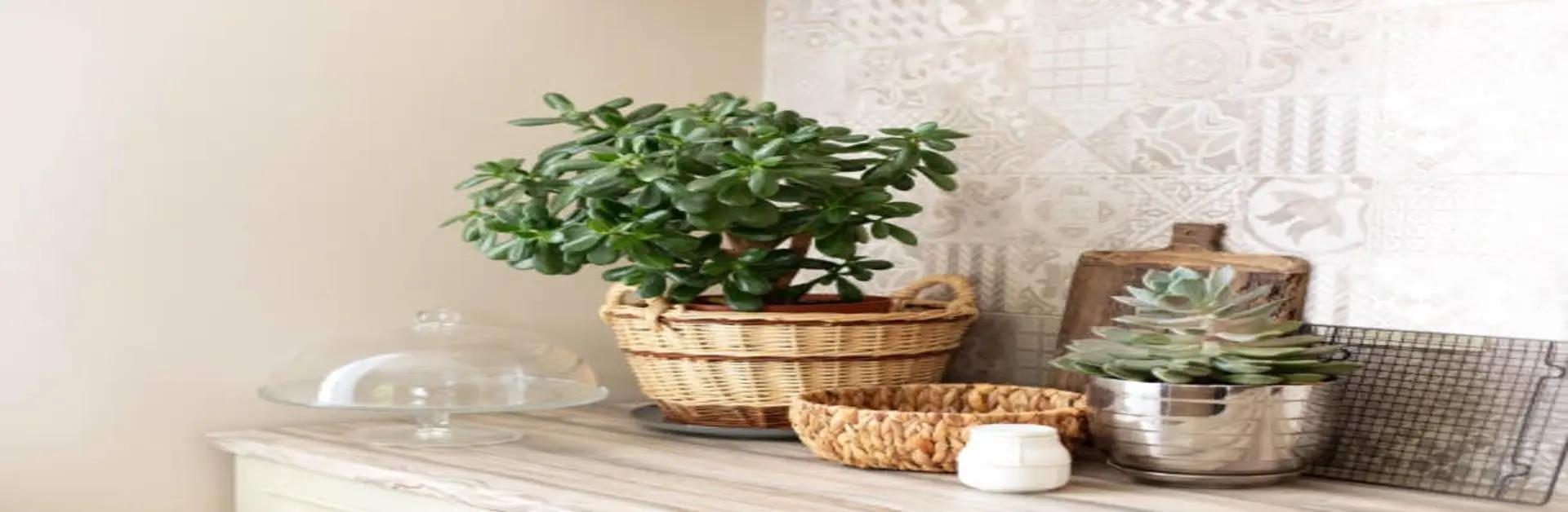 Benefits of Jade Plant at Home
