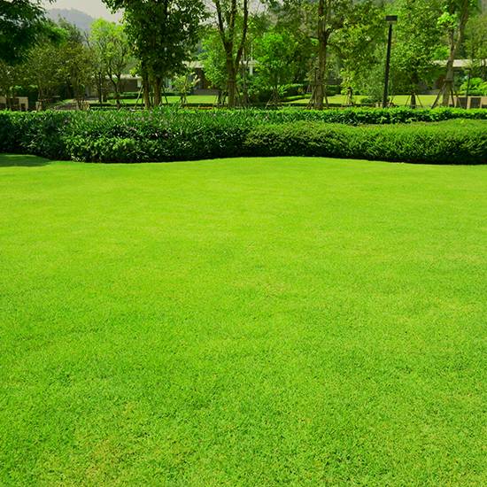 Multipurpose Lawn