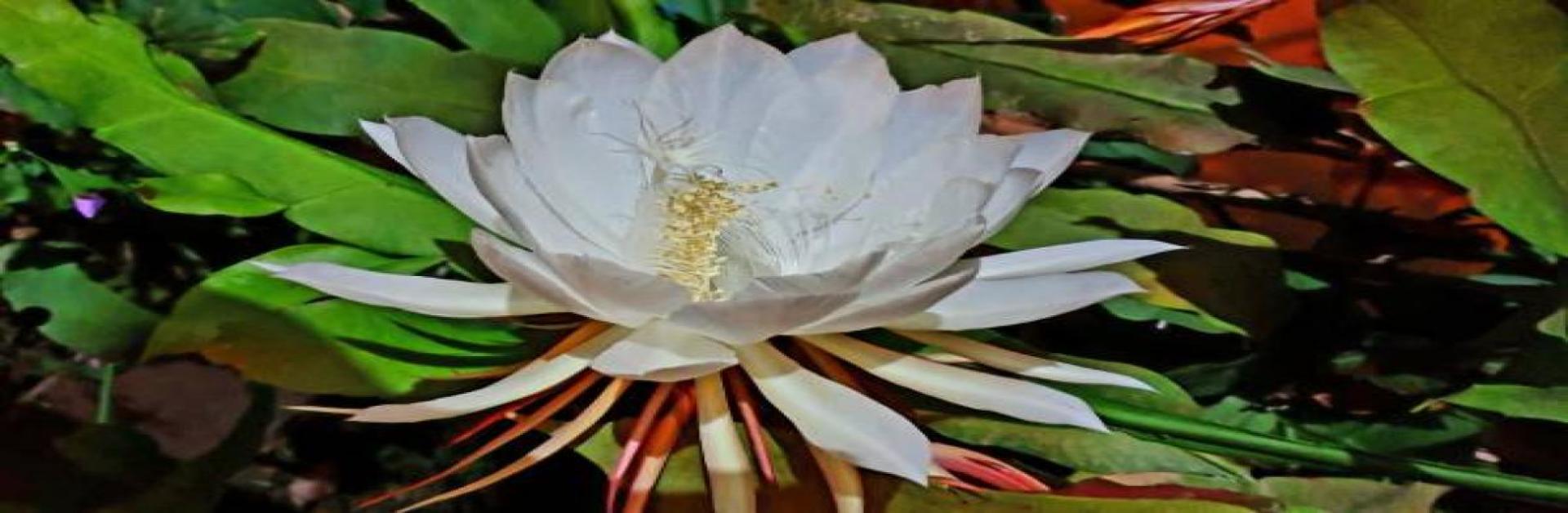 brahma kamal plant and vastu
