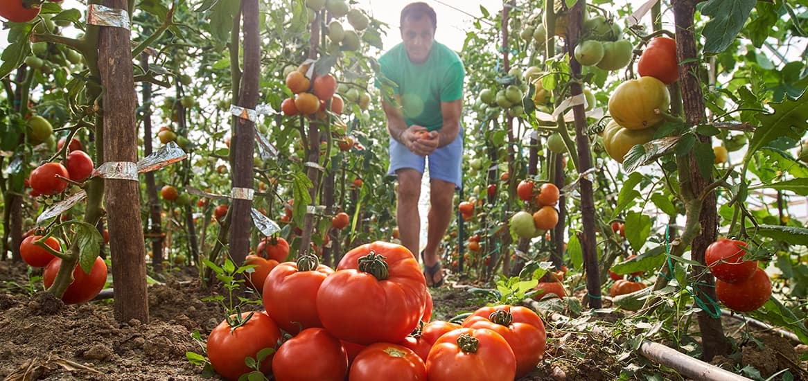 Godrej Country Estate Organic Farms