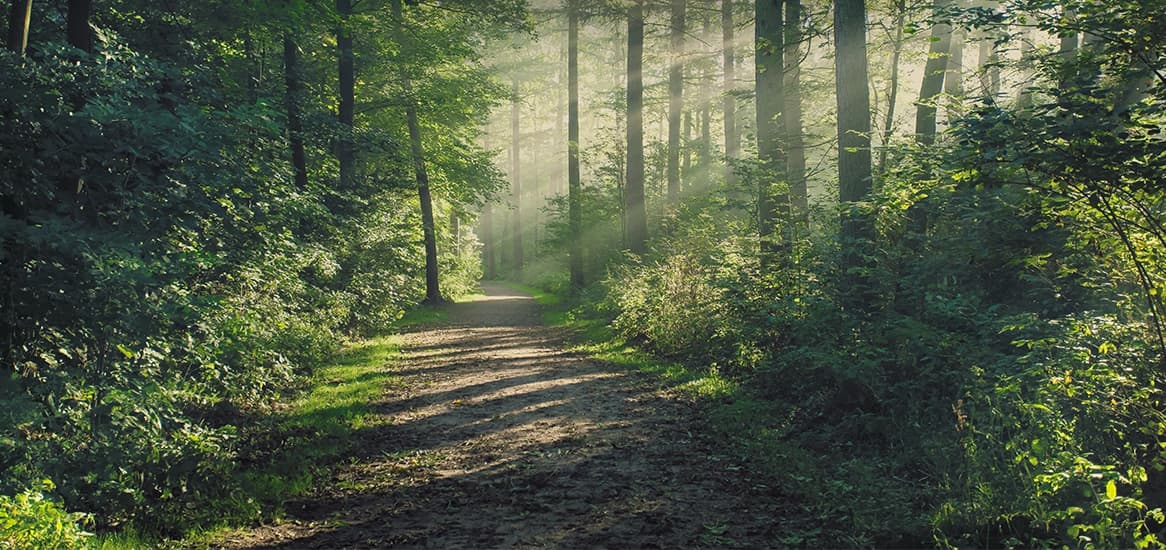 Godrej Meadows 2 Forest Walkway/Tree Court