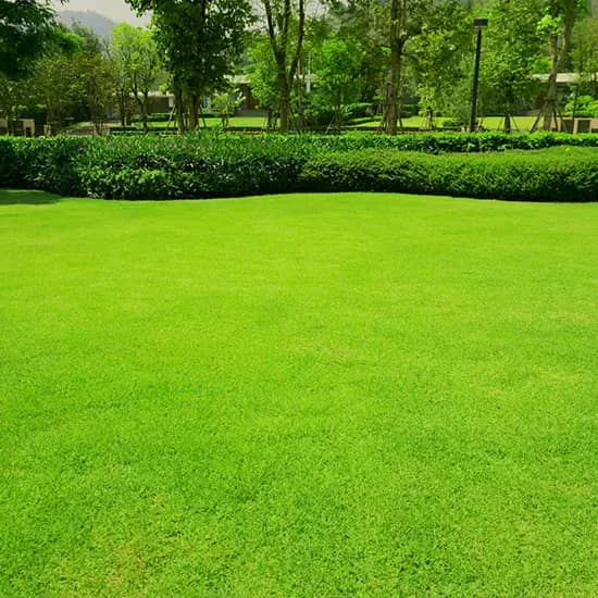 Multipurpose Lawn