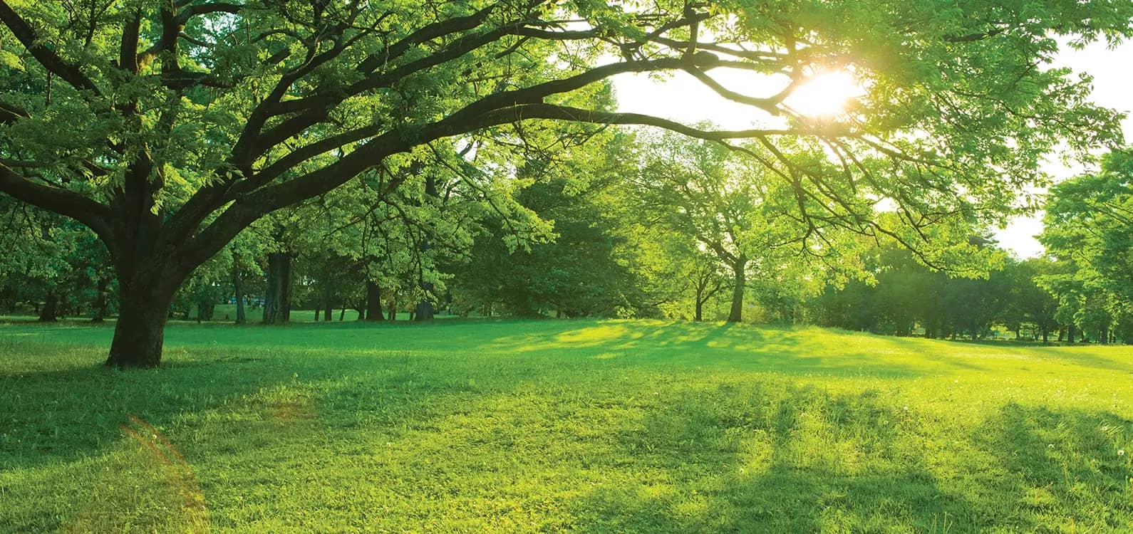 Godrej Orchard Estate Gallery inner image 4