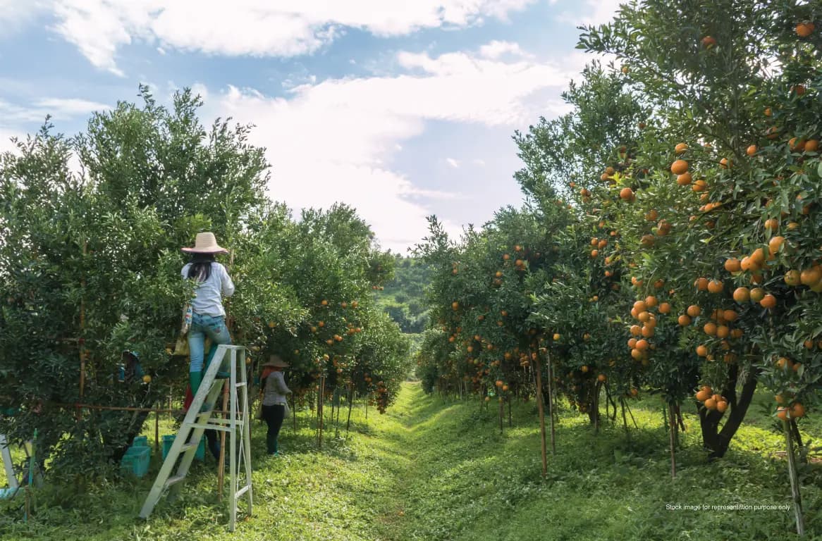 Fruit Orchard