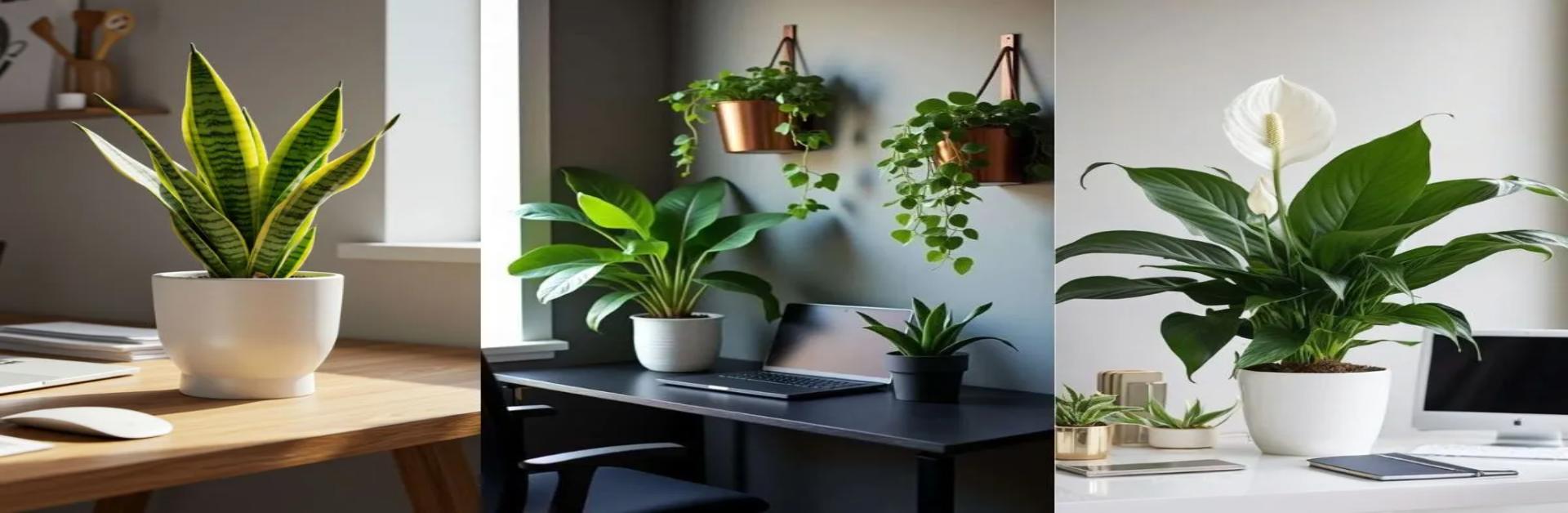 indoor office plants